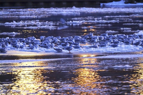 Elbe with ice floes, seagulls, winter, Dresden, Saxony, Germany