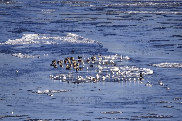 Elbe with ice floes, birds, winter, Dresden, Saxony, Germany