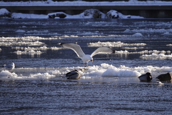 Elbe with ice floes, seagull, winter, Dresden, Saxony, Germany