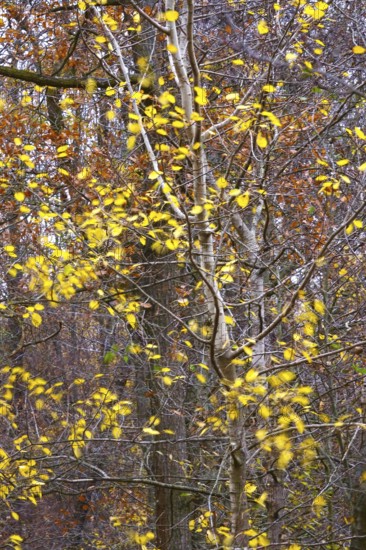 Autumn leaves in the wind on a tree, long exposure, Germany
