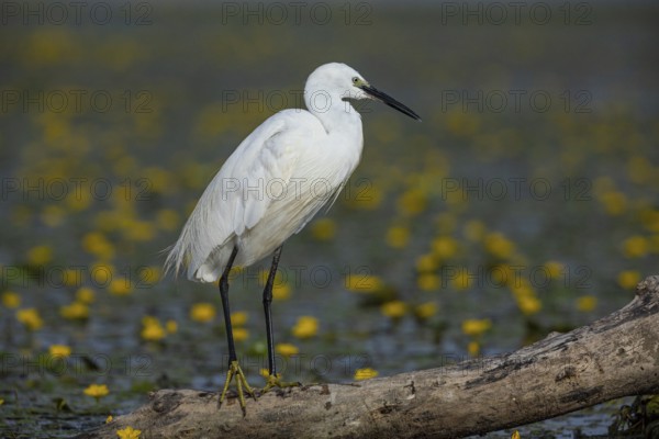 Little Egret (Egretta garzetta) Hungary