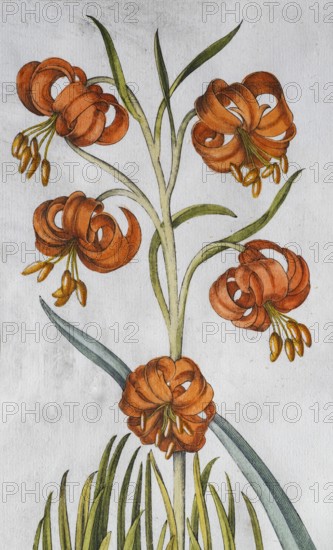 Blossoms, turban lily (Lilium pomponium), hand-coloured copperplate engraving from the Hortus Eystettensis, plant book by the Nuremberg apothecary Basilius Besler, Renaissance, Eichstädt, 1613