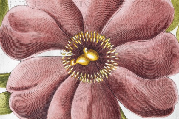 Flower, large-leaved peony (Peonia Mascula), hand-coloured copperplate engraving from the Hortus Eystettensis, plant book by the Nuremberg apothecary Basilius Besler, Renaissance, Eichstädt, 1613