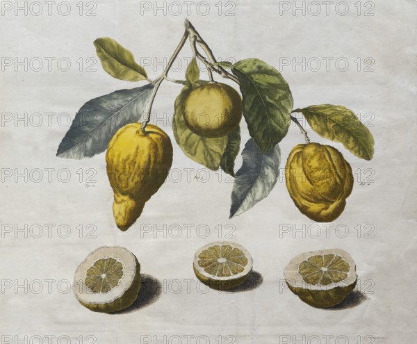 Depiction of various citrus fruits, lemons, cut open and hanging on branches, hand-colored copper engraving by Pieter de la Court van der Voor from Byzondere Änmerkingen over het Änleggen van Pragtige en gemeene Landhuizen, Lusthoven, Plantagien en Änklevende Cieräden, Leiden, the Netherlands, 1737
