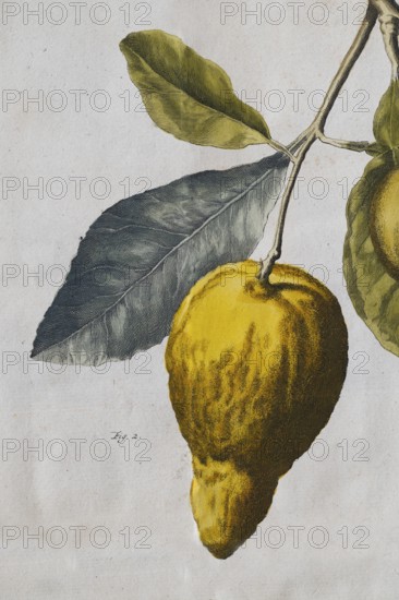 Depiction of a citrus fruit, lemon, hanging from a branch, hand-colored copper engraving by Pieter de la Court van der Voor from Byzondere Änmerkingen over het Änleggen van Pragtige en gemeene Landhuizen, Lusthoven, Plantagien en Änklevende Cieräden, Leiden, the Netherlands, 1737