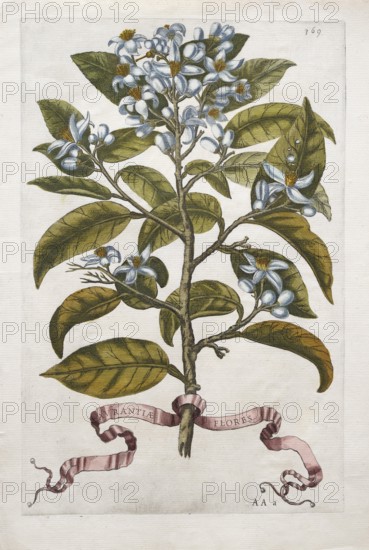 Blooming lemon branch, blossom, lemon tree, citrus fruit, hand-colored copper engraving from Giovanni Baptista Ferrari Hesperides, Sive, de Malorum Aureorum Cultura et Usu Libri Quatuor, Rome, 1646