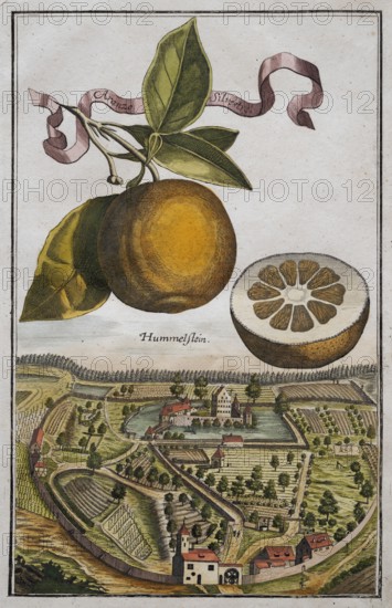 Orange on a branch, cut citrus fruit, baroque garden, landscape near Hummelstein, orangery culture, Nuremberg, copper etching by Johann Christoph Volkamer or Volckamer, from Nurembergian Hesperides or thorough description of the noble citronate, citrons, and bitter fruits, Nuremberg 1708, 1714