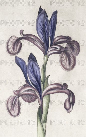 Siberian heavy lily (Iris Sibirica), hand-coloured copperplate engraving from the Hortus Eystettensis, plant book by the Nuremberg apothecary Basilius Besler, Renaissance, Eichstädt, 1613