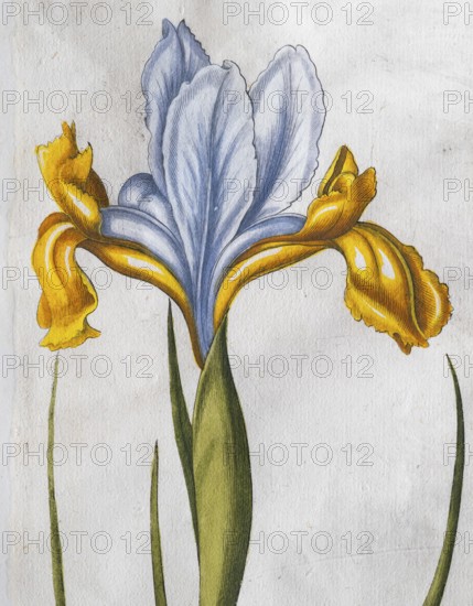 Iris xiphium (Iris Xiphium), hand-coloured copperplate engraving from the Hortus Eystettensis, plant book by the Nuremberg pharmacist Basilius Besler, Renaissance, Eichstädt, 1613