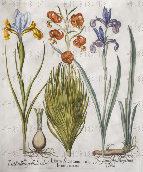Siberian iris (Iris xiphium), turban lily (Lilium pomponium) and Siberian iris (Iris sibirica), hand-coloured copperplate engraving from the Hortus Eystettensis, plant book by the Nuremberg apothecary Basilius Besler, Renaissance, Eichstädt, 1613