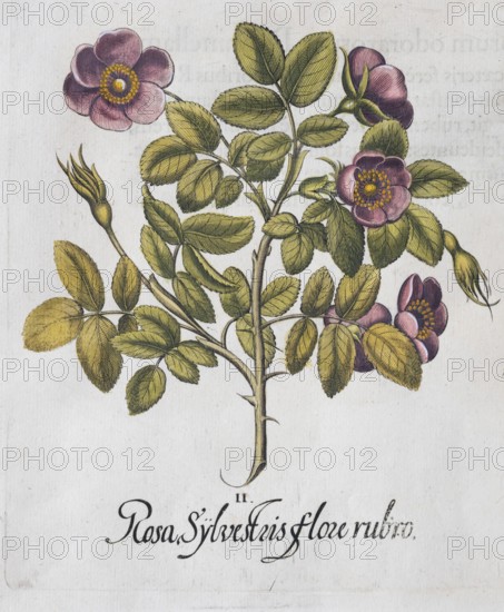 Dark pink dog rose (Rosa canina), hand-coloured copperplate engraving from the Hortus Eystettensis, plant book by the Nuremberg apothecary Basilius Besler, Renaissance, Eichstädt, 1613