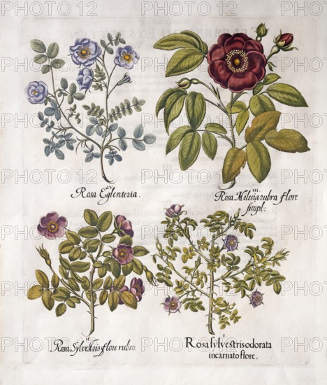 Wine rose (Rosa Rubiginosa), red vinegar rose (Rosa Gallica), dark pink dog rose (Rosa Canina), hand-coloured copperplate engraving from the Hortus Eystettensis, plant book by the Nuremberg apothecary Basilius Besler, Renaissance, Eichstädt, 1613