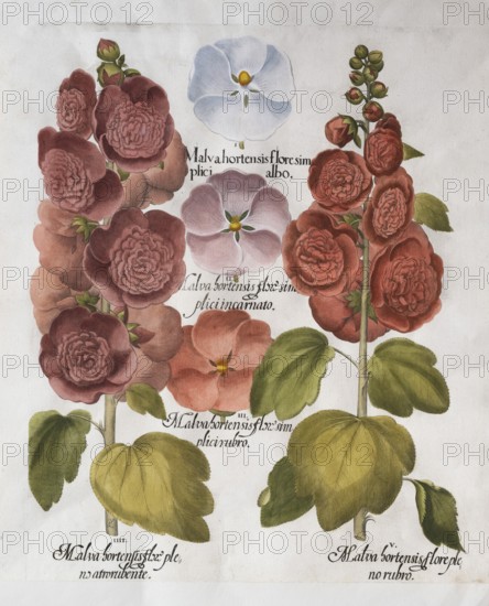 Dark purple hollyhock with double flowers (Alcea Rosea), flower white hollyhock (Alcea Rosea), pink hollyhock (Alcea Rosea), purple hollyhock (Alcea Rosea) and purple hollyhock with double flowers (Alcea Rosea), hand-coloured copperplate engraving from the Hortus Eystettensis, plant book by the Nuremberg apothecary Basilius Besler, Renaissance, Eichstädt, 1613
