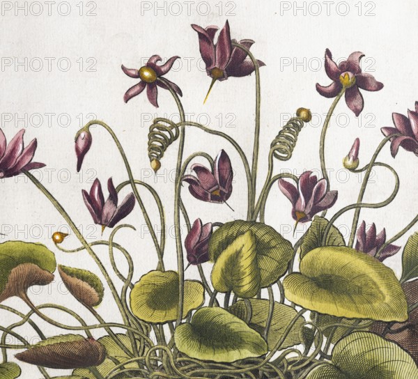 Cyclamen hederifolium (Cyclamen Hederifolium), hand-coloured copperplate engraving from the Hortus Eystettensis, plant book by the Nuremberg apothecary Basilius Besler, Renaissance, Eichstädt, 1613