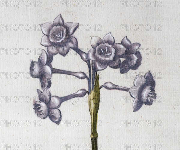 Narcissus with ash-white flowers (Narcissus Papyraceus), hand-coloured copperplate engraving from the Hortus Eystettensis, plant book by the Nuremberg apothecary Basilius Besler, Renaissance, Eichstädt, 1613