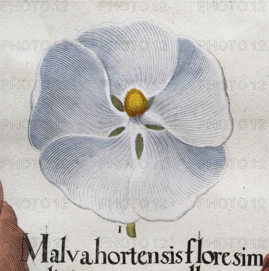 Flower White hollyhock (Alcea Rosea), hand-coloured copperplate engraving from the Hortus Eystettensis, plant book by the Nuremberg apothecary Basilius Besler, Renaissance, Eichstädt, 1613