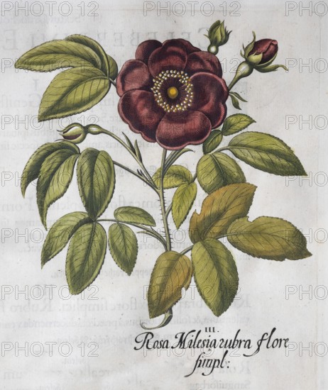 Red vinegar rose (Rosa Gallica), hand-coloured copperplate engraving from the Hortus Eystettensis, plant book by the Nuremberg apothecary Basilius Besler, Renaissance, Eichstädt, 1613