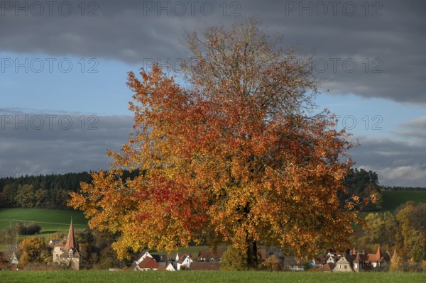 Tree in autumn colours, rain clouds (Nimbostratus), Neunhof near Lauf, Middle Franconia, Bavaria, Germany