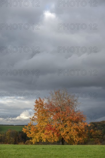 Tree in autumn colours, rain clouds (Nimbostratus), Neunhof near Lauf, Middle Franconia, Bavaria, Germany