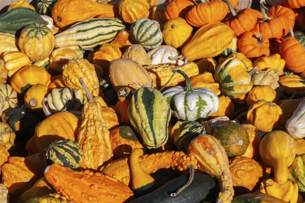 Close-up of freshly harvested mixed Cucurbita spp. 'Ornamental' - Gourds including pumpkins and squashes in a bin in autumn, Quebec, Canada