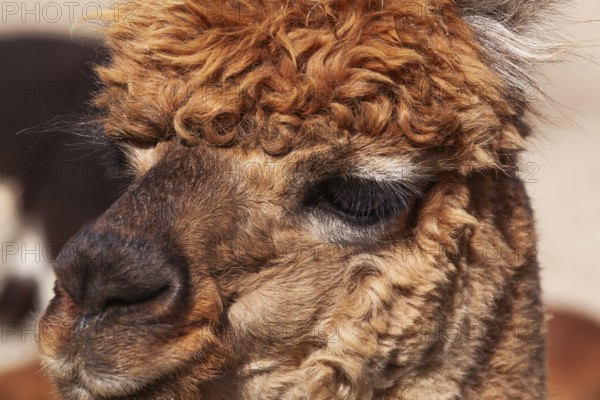 Close-up of brown colored Lama pacos - Alpaca photographed in captivity at an animal refuge, Quebec, Canada