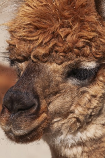 Close-up of brown colored Lama pacos - Alpaca photographed in captivity at an animal refuge, Quebec, Canada