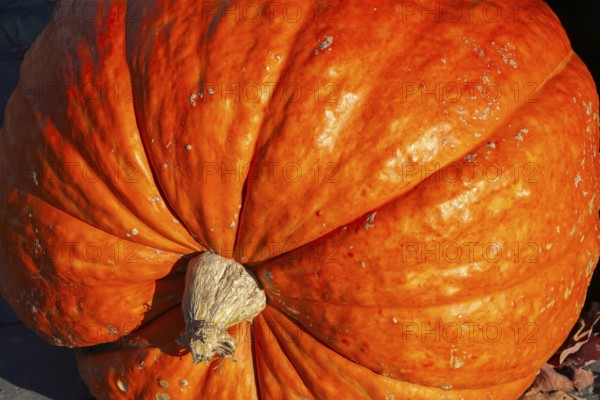 Close-up of large harvested orange Cucurbita - Pumpkin in autumn, Quebec, Canada