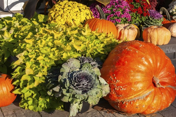 Still life display of assorted harvested Cucurbita - Pumpkins, Brassica - Ornamental Cabbage, Ipomoea batatas - Sweet Potato, Chrysanthemum flowers in autumn, Old Port of Montreal, Quebec, Canada