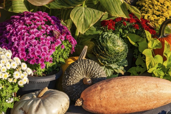 Still life display of assorted harvested Gourds - Pumpkins, Squashes, Chrysanthemum flowers, Brassica - Ornamental Cabbage, Canna - Indian Shot in autumn, Old Port of Montreal, Quebec, Canada