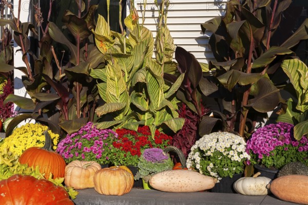 Still life display of harvested Gourds - Pumpkins, Squashes, Chrysanthemum flowers, Brassica - Ornamental Cabbage, Canna - Indian Shot, Amaranthus in autumn, Old Port of Montreal, Quebec, Canada