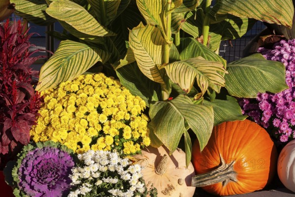 Still life display of harvested Cucurbita - Pumpkins, Chrysanthemum flowers, Brassica - Ornamental Cabbage, Canna - Indian Shot, Amaranthus in autumn, Old Port of Montreal, Quebec, Canada