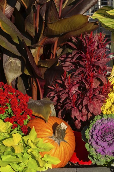 Still life display of harvested Cucurbita - Pumpkin, Brassica - Ornamental Cabbage, red Chrysanthemum, Amaranthus, Canna - Indian Shot in autumn, Old Port of Montreal, Quebec, Canada