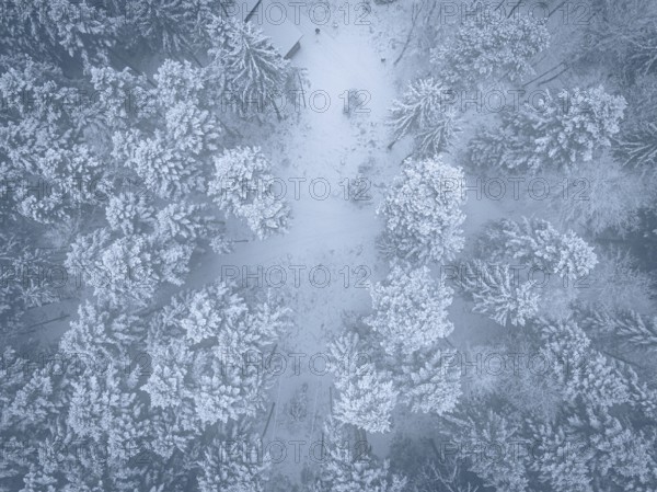 Aerial view of snowy treetops in a frosty forest, Himmelsglück observation tower with flying fox, Schömberg, Black Forest, Germany