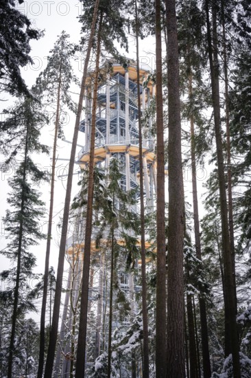 A treetop trail surrounded by snow-covered trees in the winter forest, Himmelsglück observation tower with Flying Fox, Schömberg, Black Forest, Germany