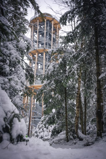 A snow-covered treetop trail rises between snow-covered trees, Himmelsglück observation tower with Flying Fox, Schömberg, Black Forest, Germany