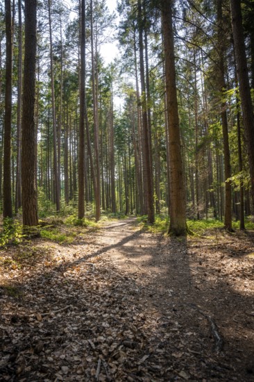 A tree-lined forest trail under a light-flooded canopy, Himmelsglück observation tower with Flying Fox, Schömberg, Black Forest, Germany