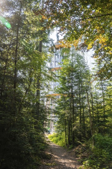 A treetop trail juts through summer forest, flooded with sunlight, Himmelsglück observation tower with Flying Fox, Schömberg, Black Forest, Germany