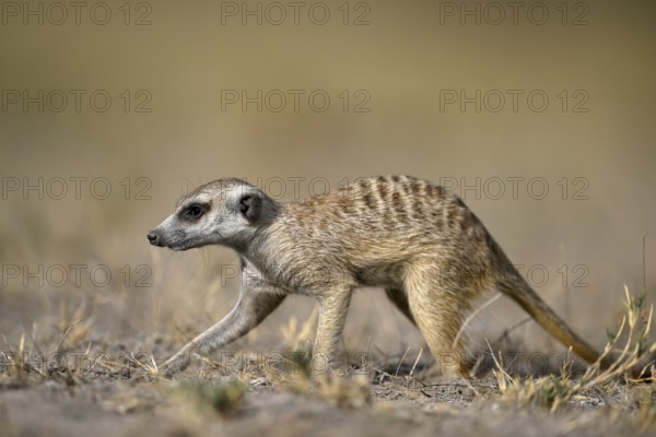 Meerkats or suricates (Suricata suricatta), Makgadikgadi Salt Pans, Makgadikgadi Pans National Park, Central District, Botswana