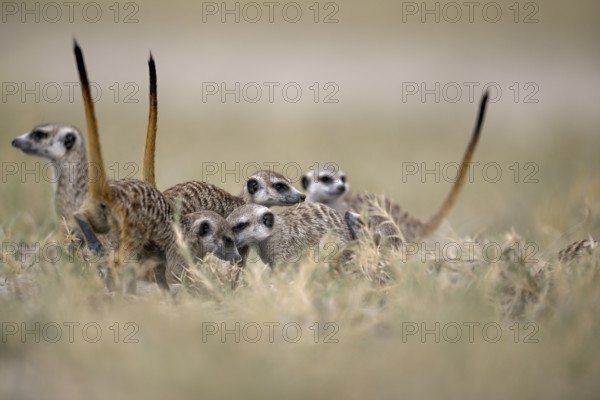 Meerkats or suricates (Suricata suricatta), Makgadikgadi Salt Pans, Makgadikgadi Pans National Park, Central District, Botswana