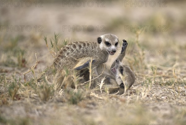 Two playing meerkats or suricates (Suricata suricatta), Makgadikgadi Salt Pans, Makgadikgadi Pans National Park, Central District, Botswana
