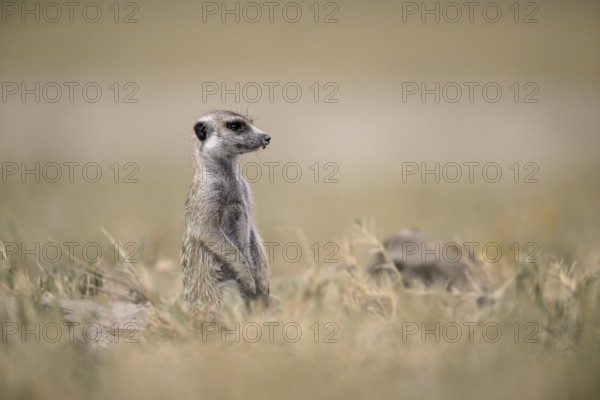 Meerkats or suricates (Suricata suricatta), Makgadikgadi Salt Pans, Makgadikgadi Pans National Park, Central District, Botswana