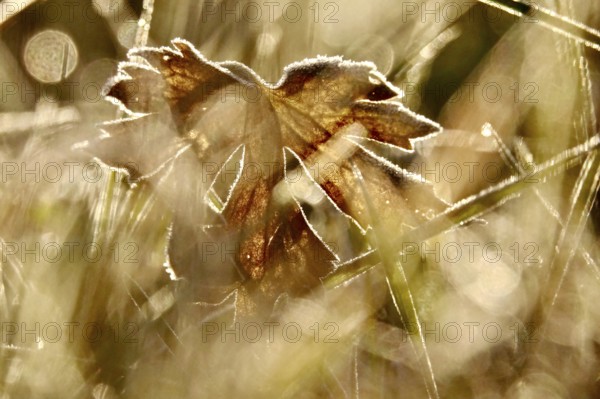 Hoarfrost in a garden in the morning, winter, Germany