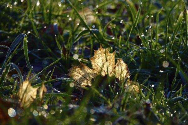 Leaf in a garden in the morning, winter, Germany