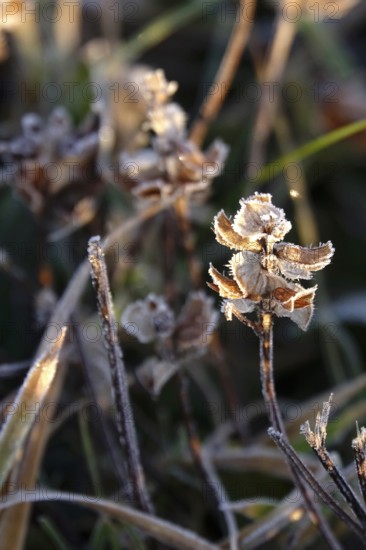 Hoarfrost in a garden in the morning, winter, Germany