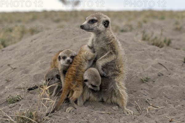 Meerkats or suricates (Suricata suricatta), mother with young, Makgadikgadi Salt Pans, Makgadikgadi Pans National Park, Central District, Botswana