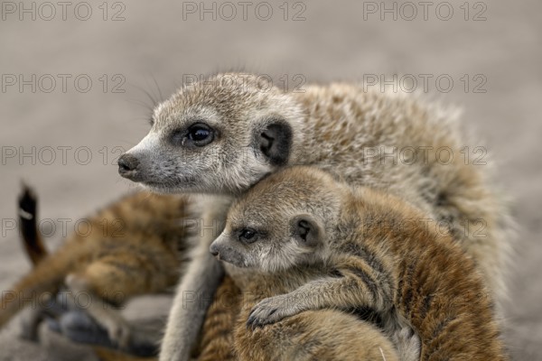 Meerkat or Suricata (Suricata suricatta), mother with young, Makgadikgadi Salt Pans, Makgadikgadi Pans National Park, Central District, Botswana
