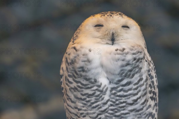Close-up of a snowy owl