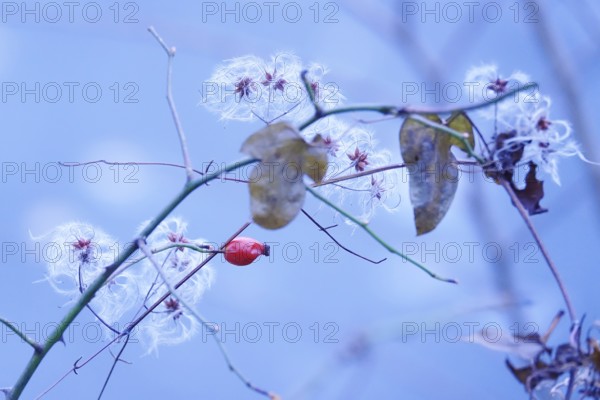 Rosehip on a bush in winter, Germany