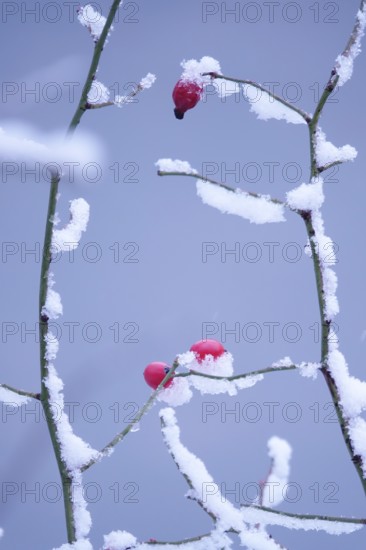 Rose hips on a bush in winter with snow, Germany