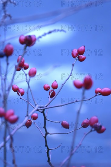 Rose hips on a bush in winter, Germany